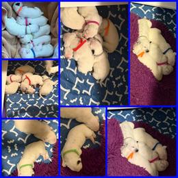 Dalmatian puppies from Hapi-Dal Dalmatians and Primetime Whippets