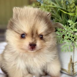 Truffle - Chocolate merle male Pomeranian puppy in Santa Clarita, California from Hollywood Mini Pets