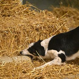 Border Collie All Grown Up from LaTiKi Border Collies