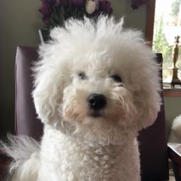 Cherub - Bichon Frise