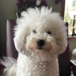 Cherub - Bichon Frise