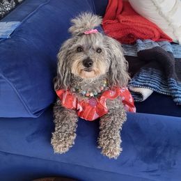 Cali - Maltipoo