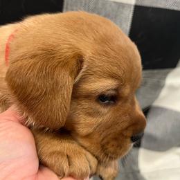 Red Collar - Yellow male Labrador Retriever puppy in Beaverdam, Virginia from Gold Heart Labradors