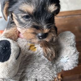 Miniature Schnauzer and Yorkshire Terrier Puppies from Copper Rose Farm