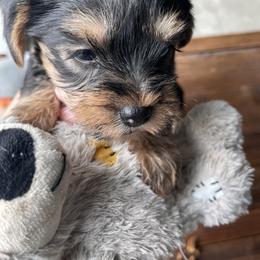 Miniature Schnauzer and Yorkshire Terrier Puppies from Copper Rose Farm