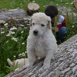 Poodle Puppies from D and D Standard Poodles