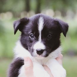Mel - Black female Border Collie puppy in Dallas, Texas from Effervescent Border Collies