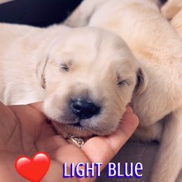 Golden Retriever Puppies from Ruff Life Goldens