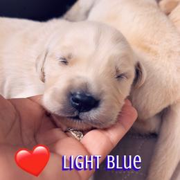 Golden Retriever Puppies from Ruff Life Goldens