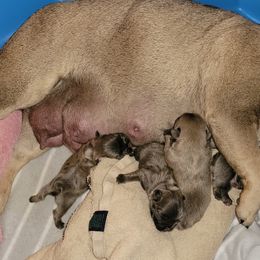 French Bulldog Puppies from 4 Leaf Frenchies