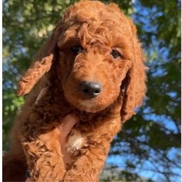 Assorted Doodle Crosses, Goldendoodle, Labradoodle, and Poodle Puppies from Ruff Country Doodles