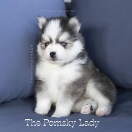 Pomsky puppies from Pomsky Lady