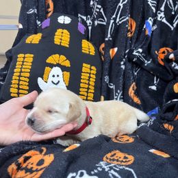 Red Collar Boy 1 - Yellow male Labrador Retriever puppy in Harpers Ferry, Iowa from Jones Family Labs