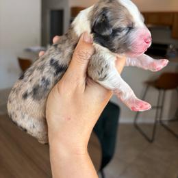 Blue Merle girl - larger white blaze - Blue merle female Aussiedoodle puppy in Spring Hill, Florida from Pawprint Dreams Boarding and Kennel