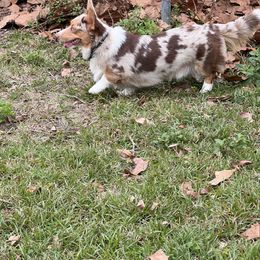 Charli - Cardigan Welsh Corgi