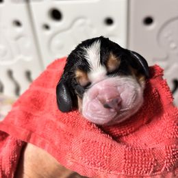 Ryder - Black brown and white male Basset Hound puppy in Manton, Michigan from BeckysBassets