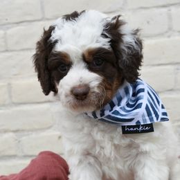 Boba fett - Brown and white Bernedoodle puppy in Salem, Utah from Doodle Doodle Dogs