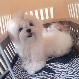 Romeo - Maltese