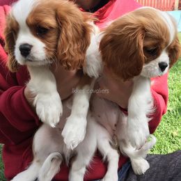 Cavalier King Charles Spaniel Puppies from Ikkes Cavaliers