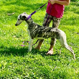 Phanta - Whippet