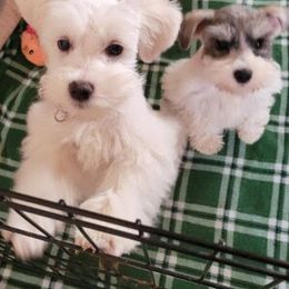 Miniature Schnauzer Puppies from Dorie's Mini Schnauzers