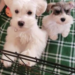 Miniature Schnauzer Puppies from Dorie's Mini Schnauzers