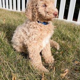 Poodle Puppies from Tri-Cities Royalty Poodles