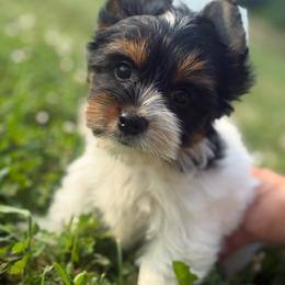 Biewer Terrier puppies from Happy Tails