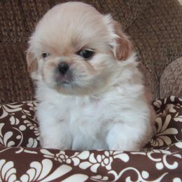 Boy 2 - Light red male Pekingese puppy in Birdseye, Indiana from Poochie's Pekes