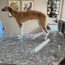 Frankie - Silken Windhound
