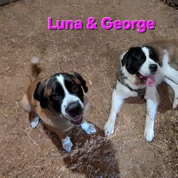 Saint Bernard puppies from Cincinnati St. Bernards