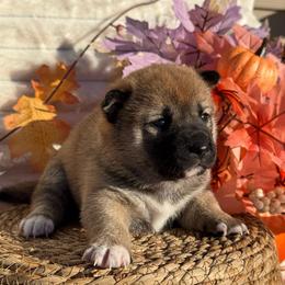 White - Sesame female Shiba Inu puppy in Elizabeth, New Jersey from Shiba Inu Loving Care