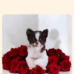 Cavapoo All Grown Up from Carolina Canines