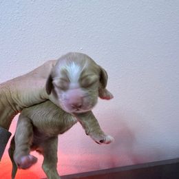 Red - Red and white female Cocker Spaniel puppy in Justin, Texas from Flud Farm Cocker Spaniels