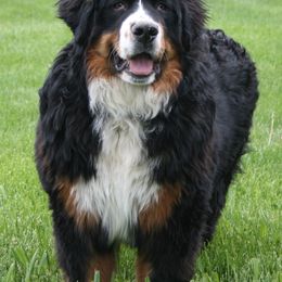 Bernese Mountain Dogs from de Wit Family Bernese