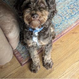Ozzy - Goldendoodle