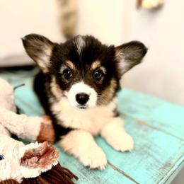 Latte - Black and tan female American Corgi puppy in Bayard, Nebraska from Puppies by Alies