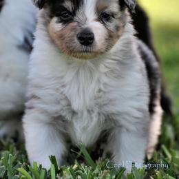 Australian Shepherd Puppies from Dovehawk Australian Shepherds