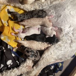 Goldendoodle puppies from Northern Aussiedoodles