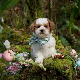 Louie Vuitton - Parti male Maltipoo puppy in Deming, Washington from Heavenly Puppies to Love