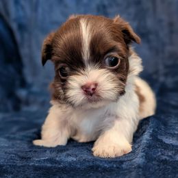 Girl 2 - Red and white female Shih Tzu puppy in Gig Harbor, Washington from Mission Mountain Shih Tzu's