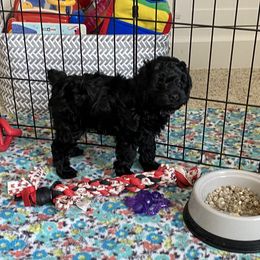 Cockapoo Puppies from Coco's Cocopuffs