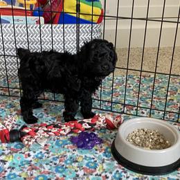 Cockapoo Puppies from Coco's Cocopuffs