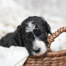 Oak - Tri-color male Bernedoodle puppy in Delta, Pennsylvania from KEE Bernedoodles