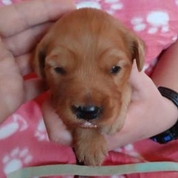Teal - Dark golden female Golden Retriever puppy in Lanesboro, Minnesota from Eagle Ridge Golden Retrievers
