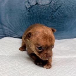 Auggie - Fawn brindled black male Chihuahua puppy in Sherwood, Arkansas from Bartelt Breeders