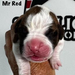 Mr Red - Brindle male Boxer puppy in Palm Coast, Florida from Starlight Boxer Corner