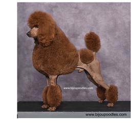 Eddy - Poodle