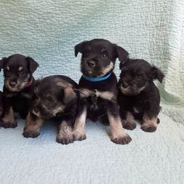 Miniature Schnauzer Puppies from Barenaba Schnauzers