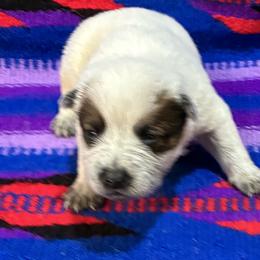 L66-06 - Red speckled male Australian Cattle Dog puppy in Sheridan, Oregon from 6pk Cattledogs